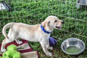 Dog fundraiser